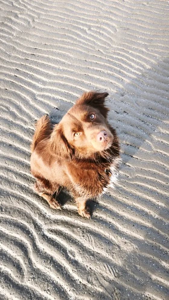 Coco in spiaggia