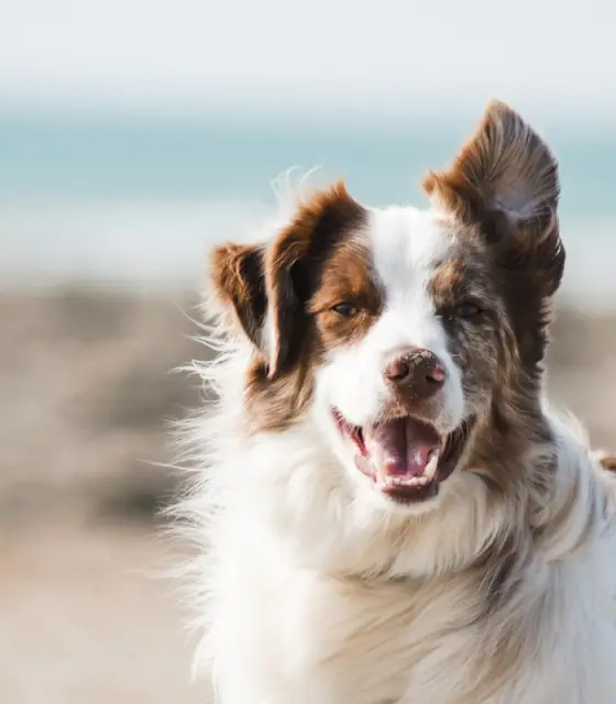 Cane in spiaggia