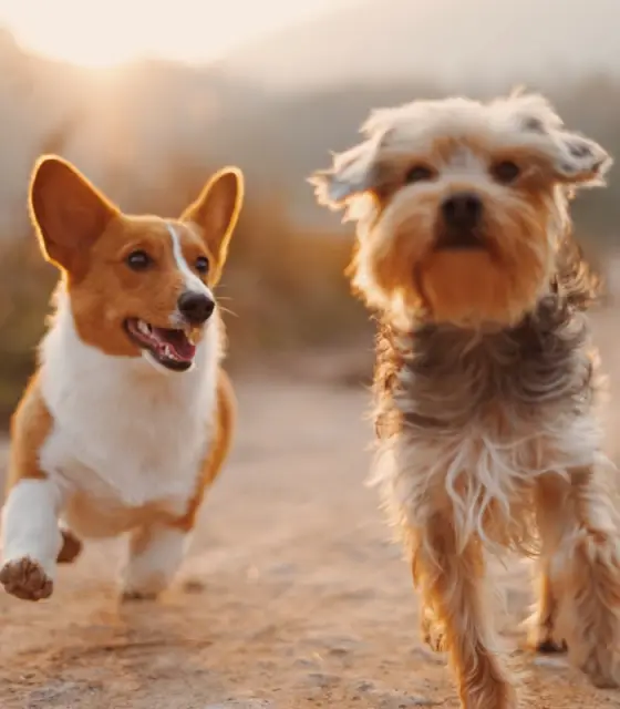 Cagnolini che corrono felici