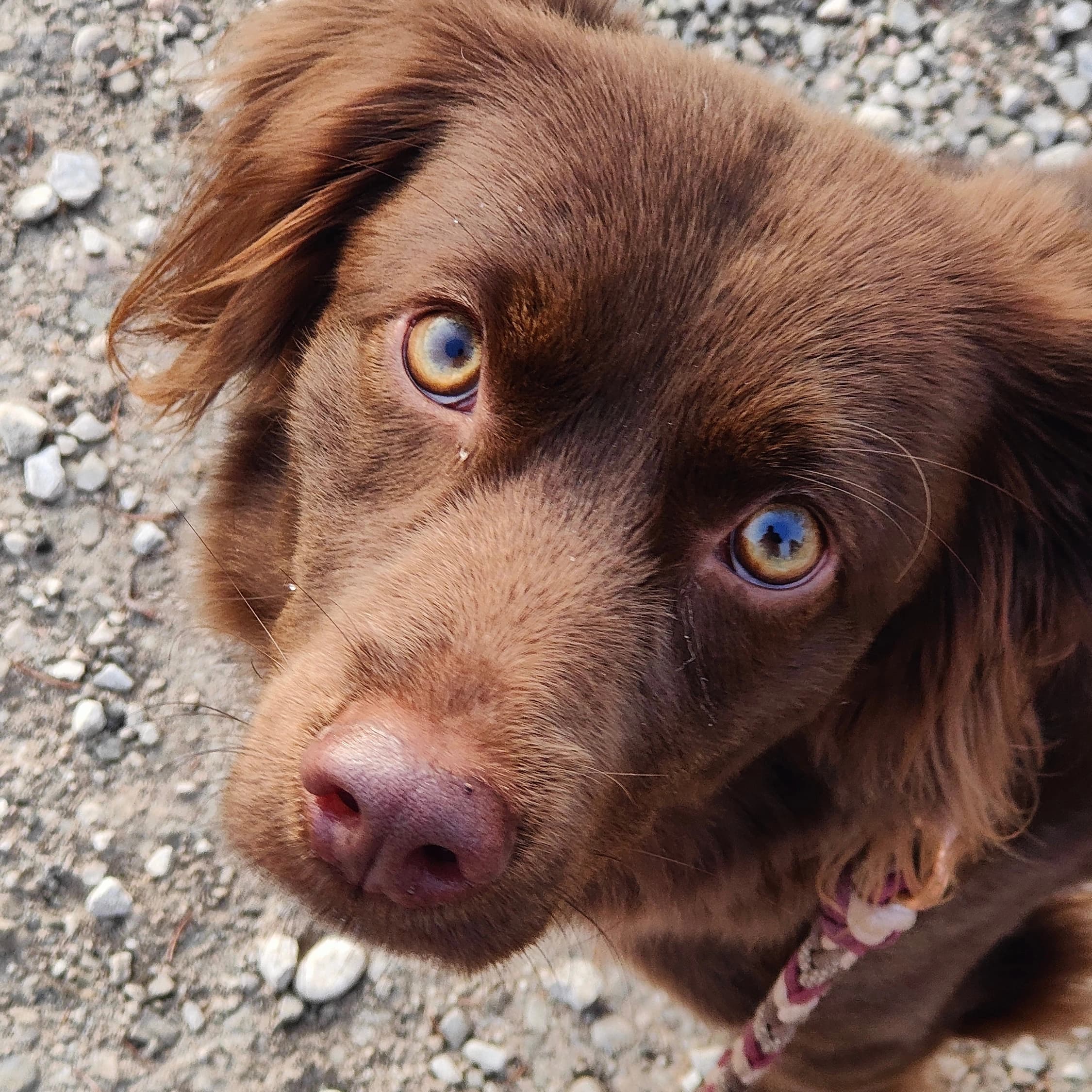 Coco, il cane che ha ispirato il brand